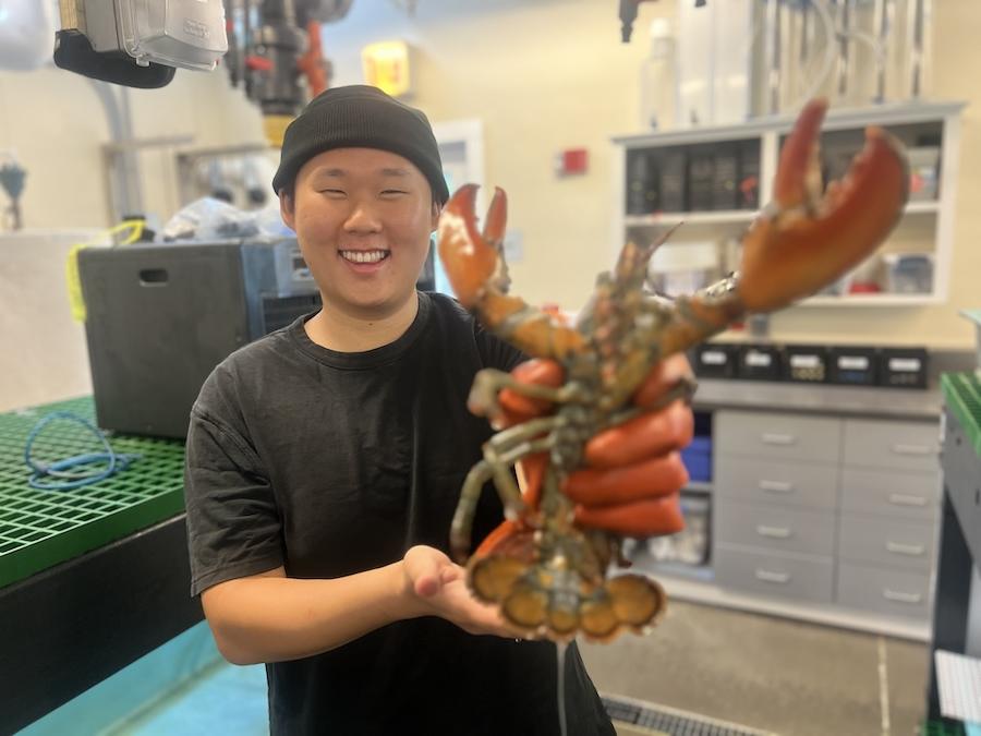 Danny with an American lobster in the wet lab